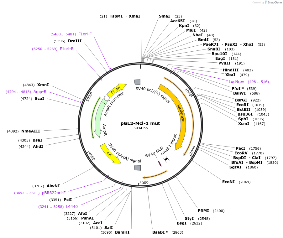 19133-plasmid-map-sequence-id-267589