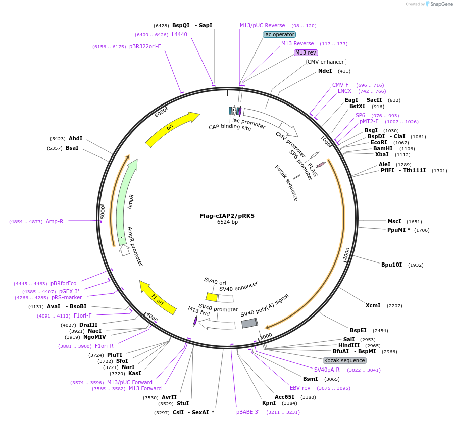 27973-plasmid-map-sequence-id-267591