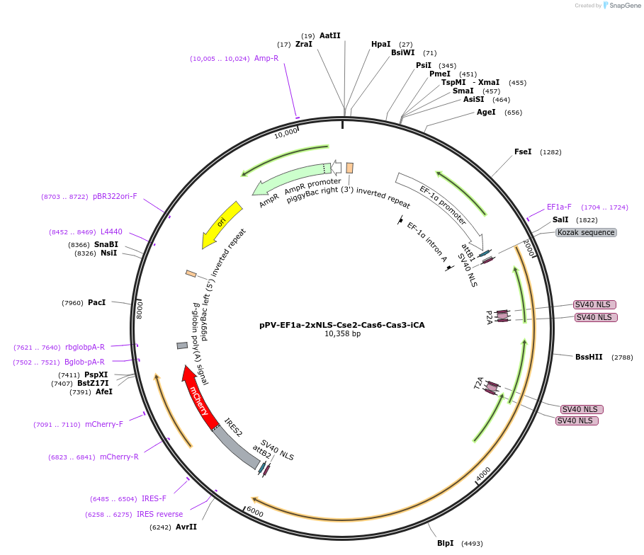 134923-plasmid-map-sequence-id-267593