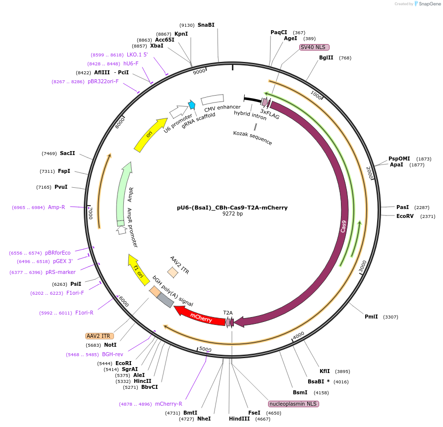 135012-plasmid-map-sequence-id-267596