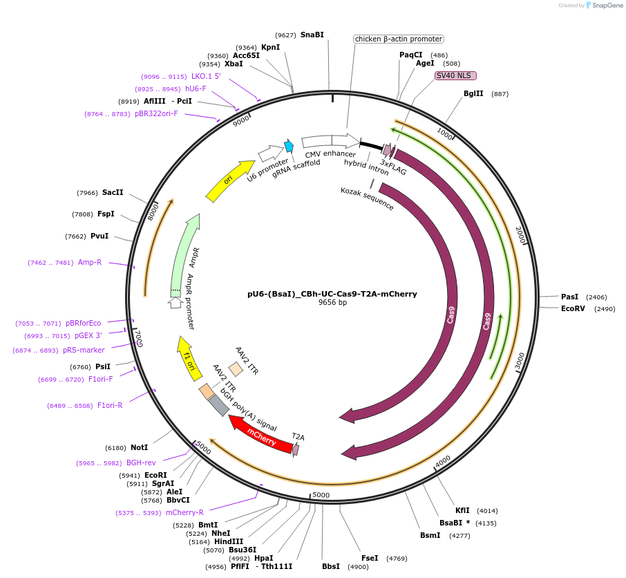 135014-plasmid-map-sequence-id-267599