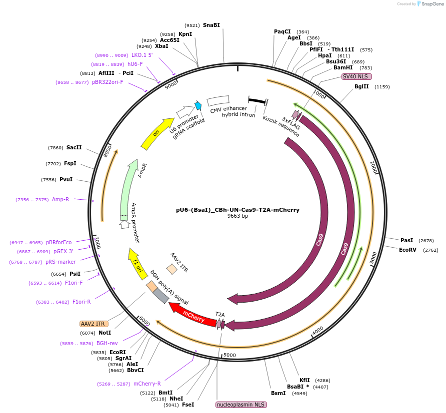 135013-plasmid-map-sequence-id-267601