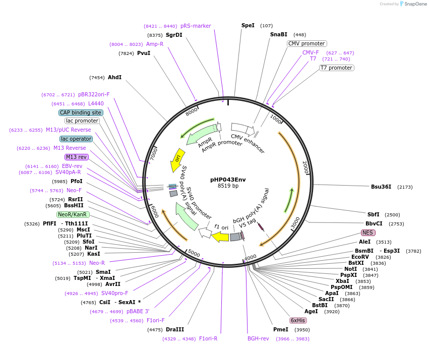 133994-plasmid-map-sequence-id-267608