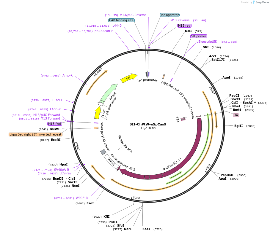 133381-plasmid-map-sequence-id-267618