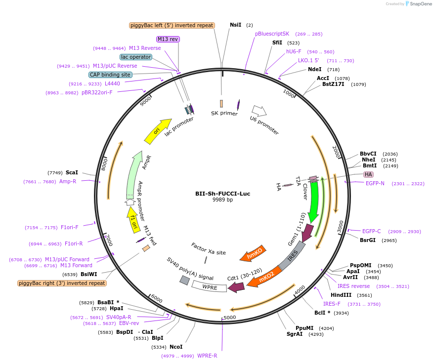 133364-plasmid-map-sequence-id-267623