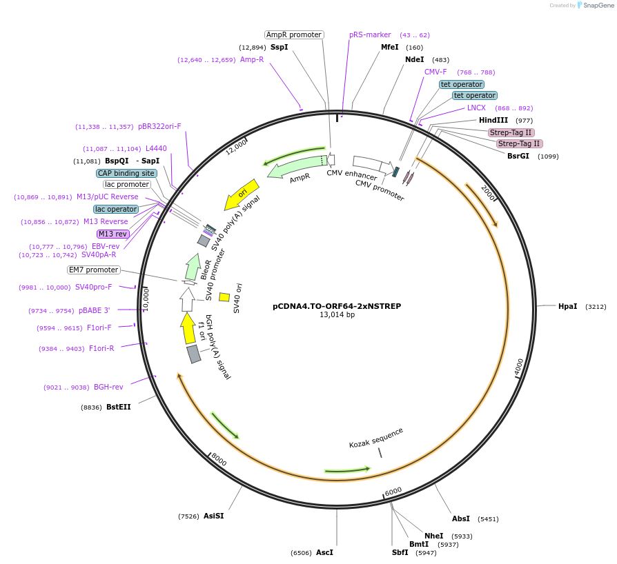 136224-plasmid-map-sequence-id-267624
