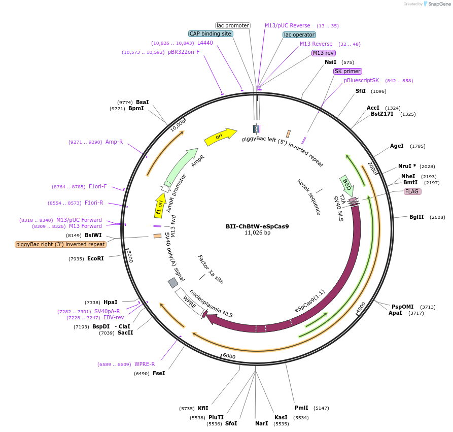 133370-plasmid-map-sequence-id-267625