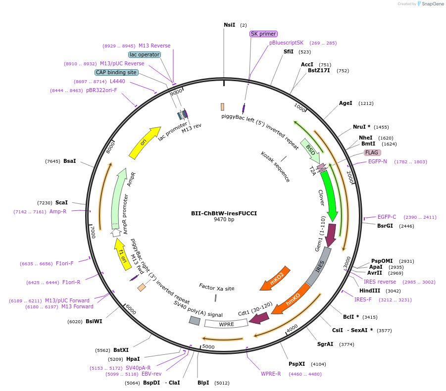 133371-plasmid-map-sequence-id-267626