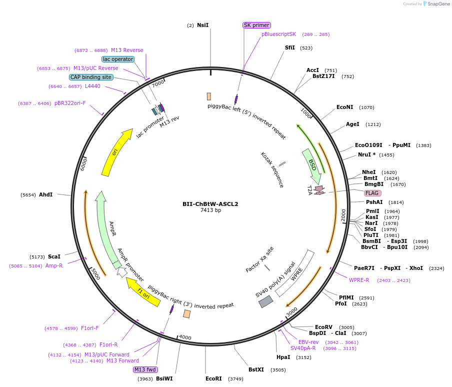 133375-plasmid-map-sequence-id-267632