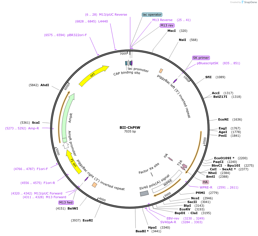 133379-plasmid-map-sequence-id-267634