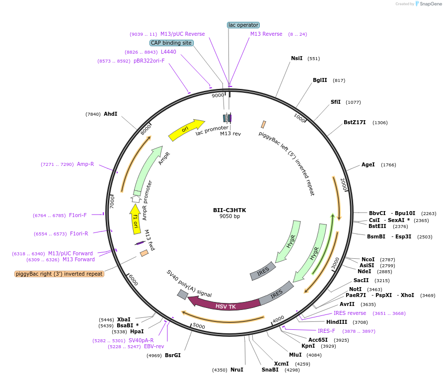 133388-plasmid-map-sequence-id-267638