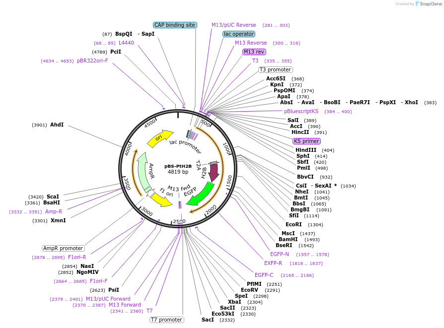 133390-plasmid-map-sequence-id-267641