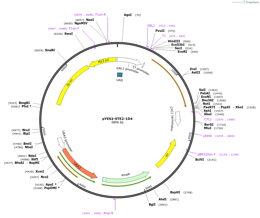 133424-plasmid-map-sequence-id-267643