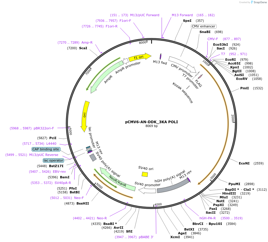 131239-plasmid-map-sequence-id-267648