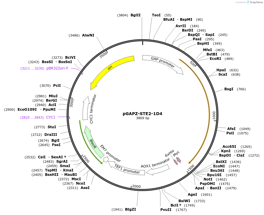 133423-plasmid-map-sequence-id-267651