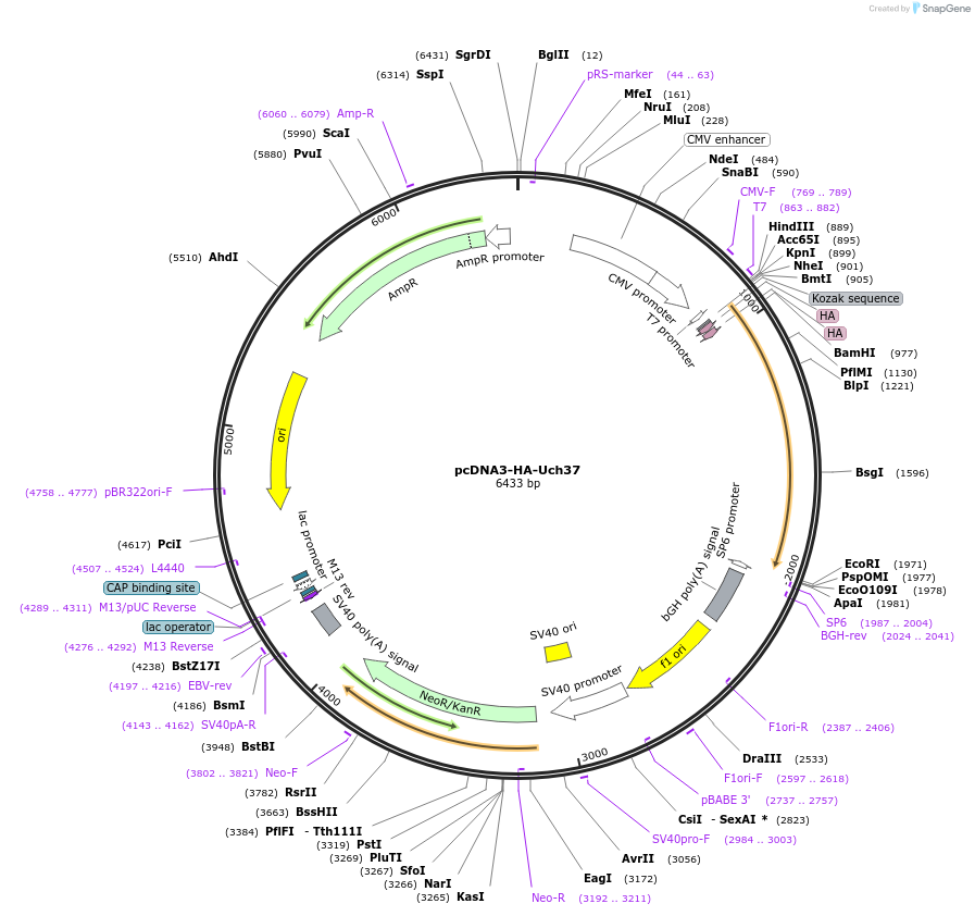 19415-plasmid-map-sequence-id-267655