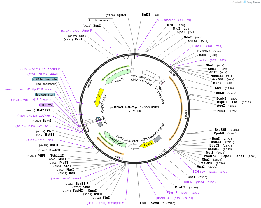 131244-plasmid-map-sequence-id-267661