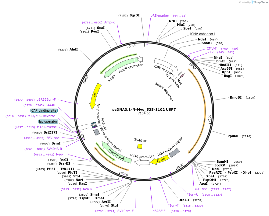 131246-plasmid-map-sequence-id-267662