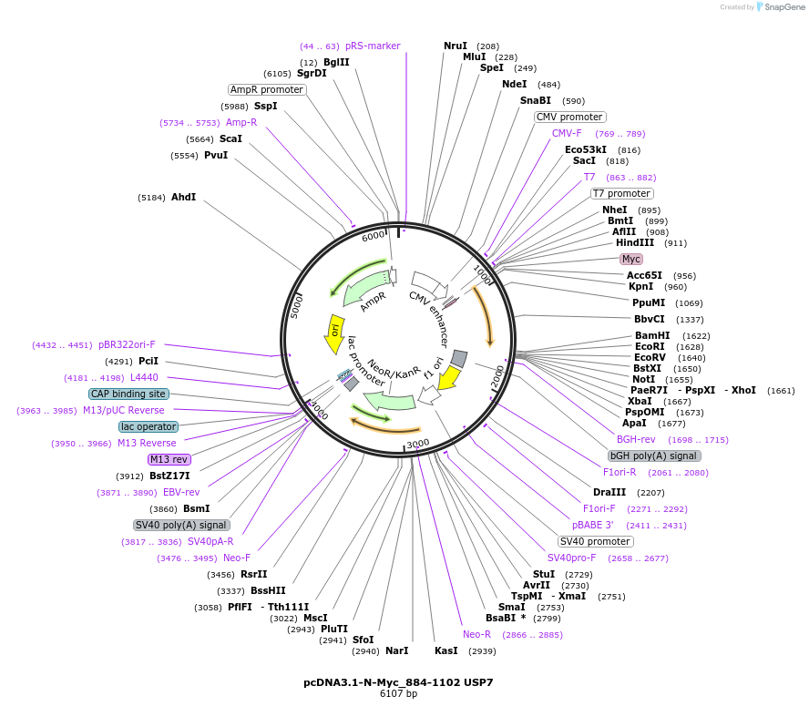 131249-plasmid-map-sequence-id-267665