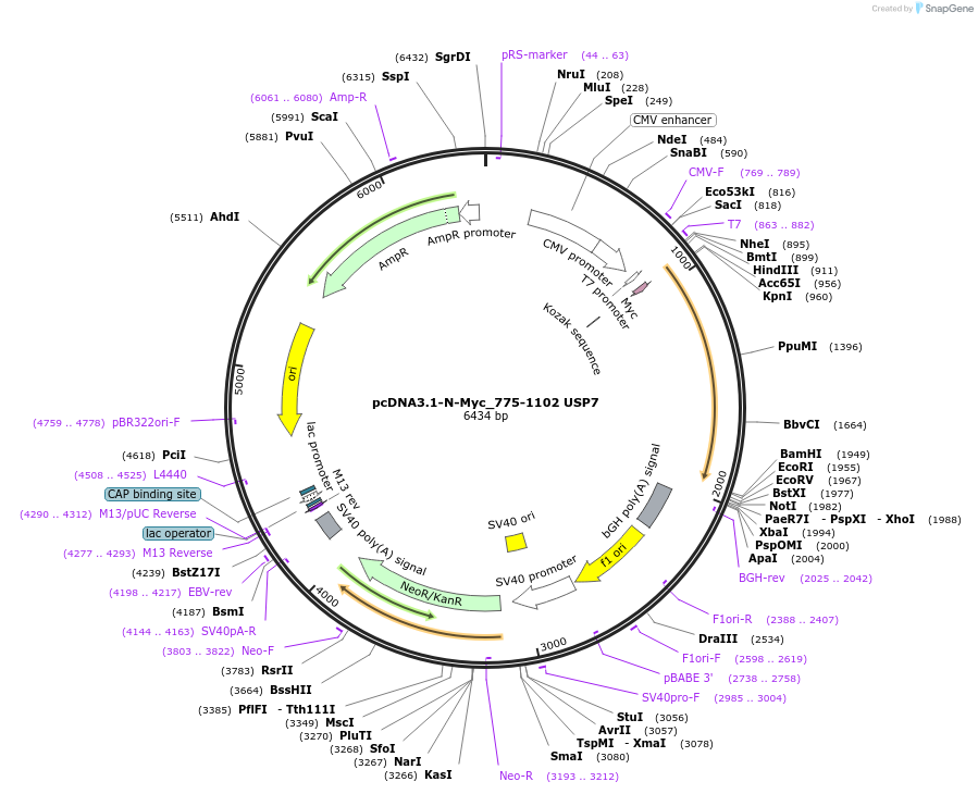 131250-plasmid-map-sequence-id-267666