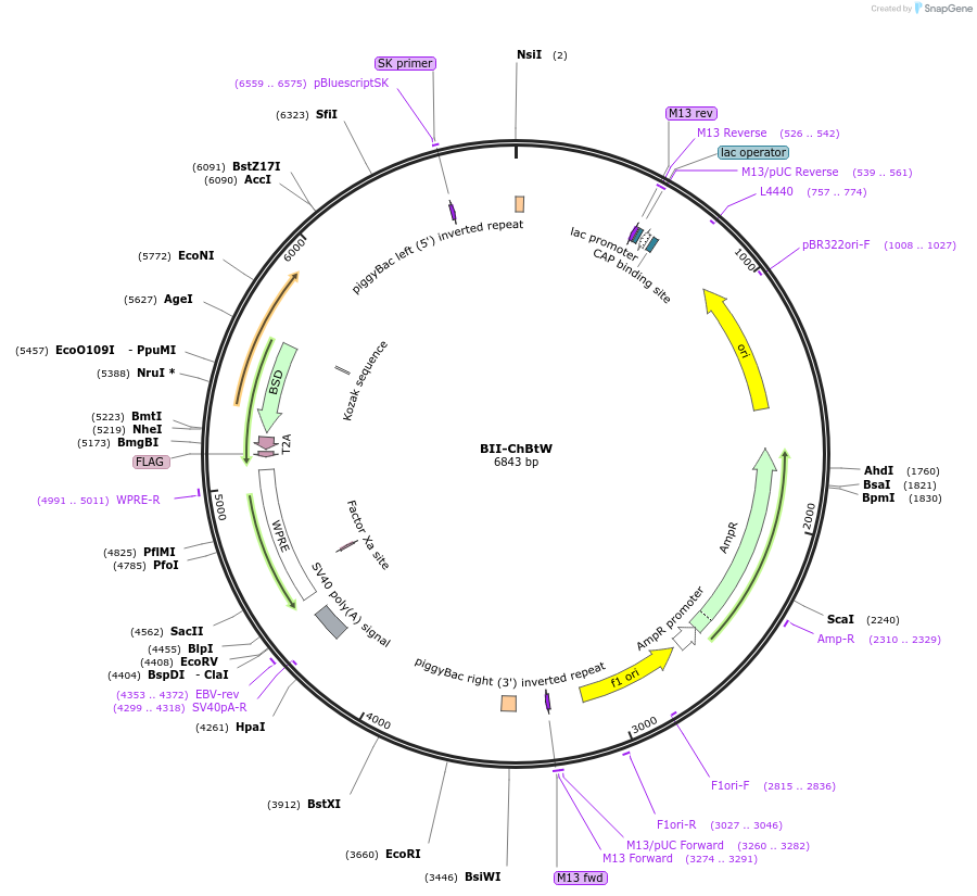 133368-plasmid-map-sequence-id-267686