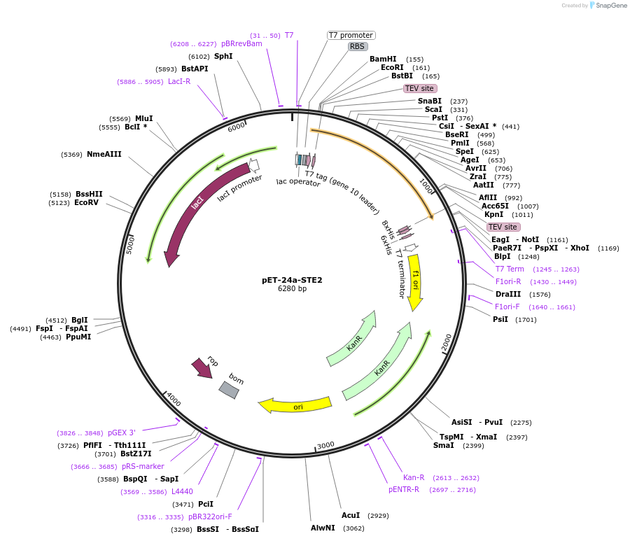 133430-plasmid-map-sequence-id-267723