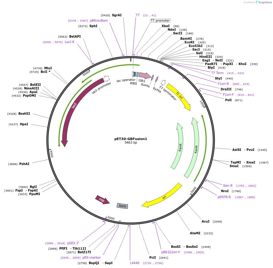 133438-plasmid-map-sequence-id-267725