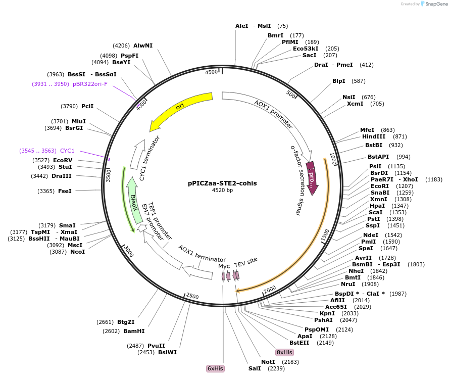 133433-plasmid-map-sequence-id-267727