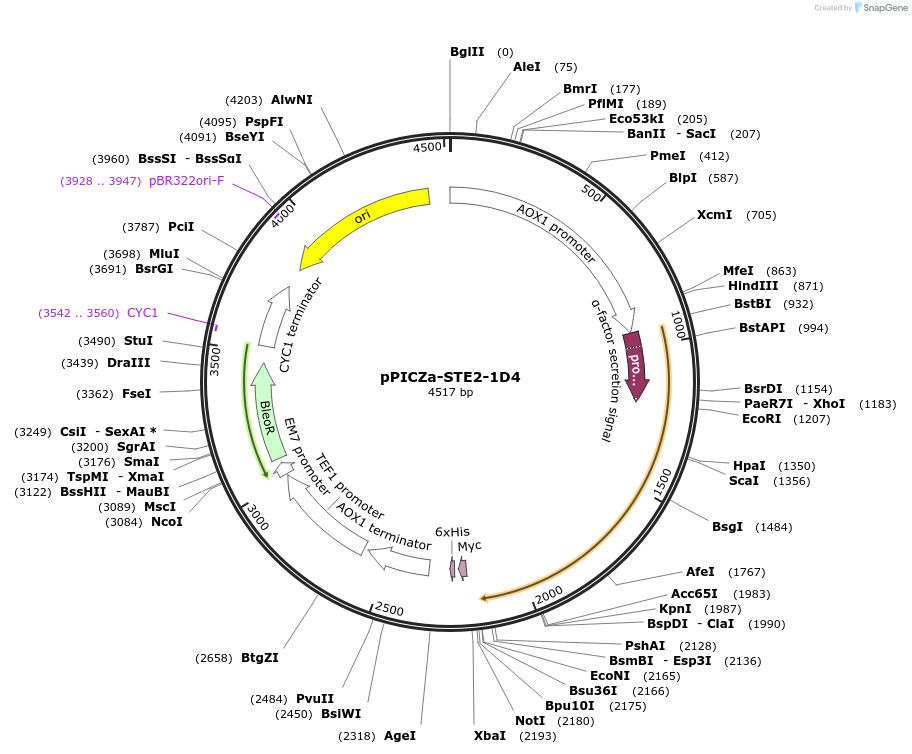 133436-plasmid-map-sequence-id-267728