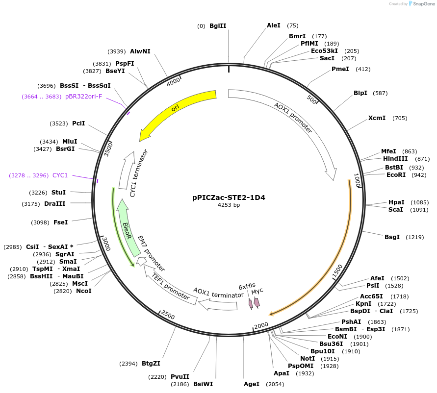 133437-plasmid-map-sequence-id-267729