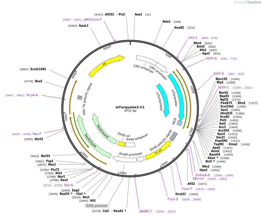 54842-plasmid-map-sequence-id-267739
