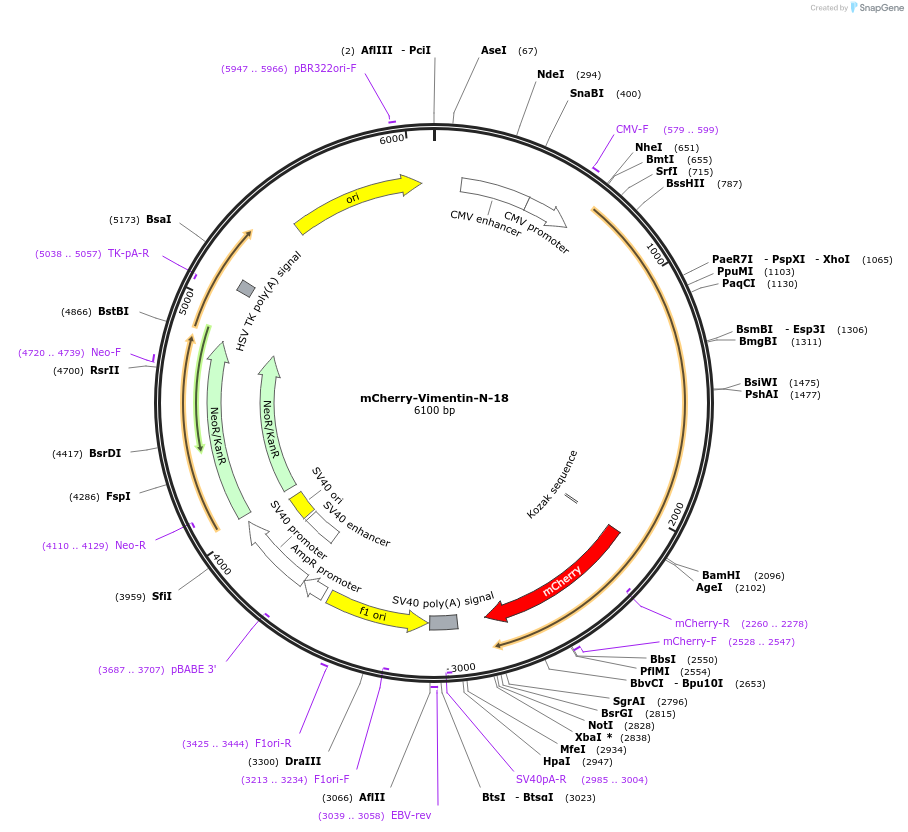 55158-plasmid-map-sequence-id-267740