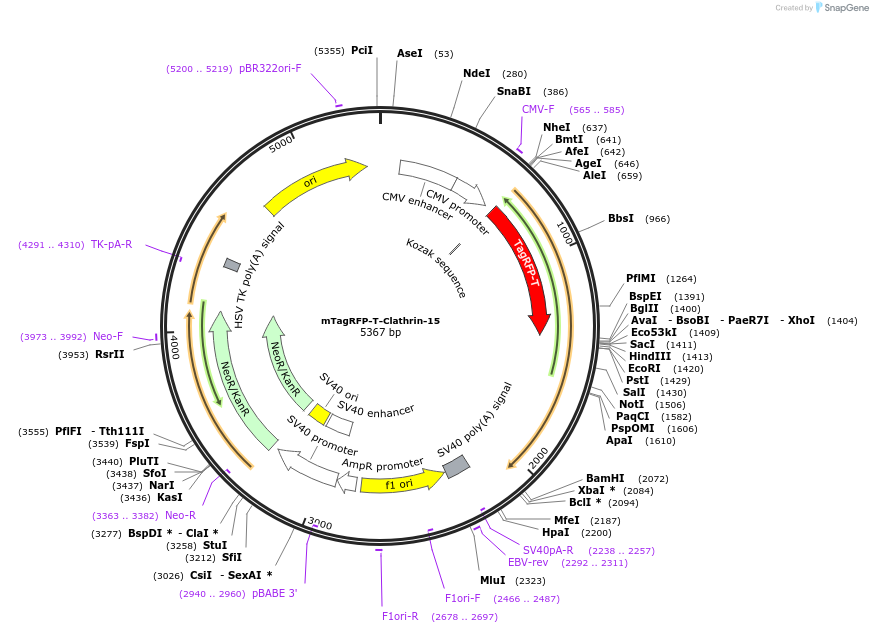 58005-plasmid-map-sequence-id-267742