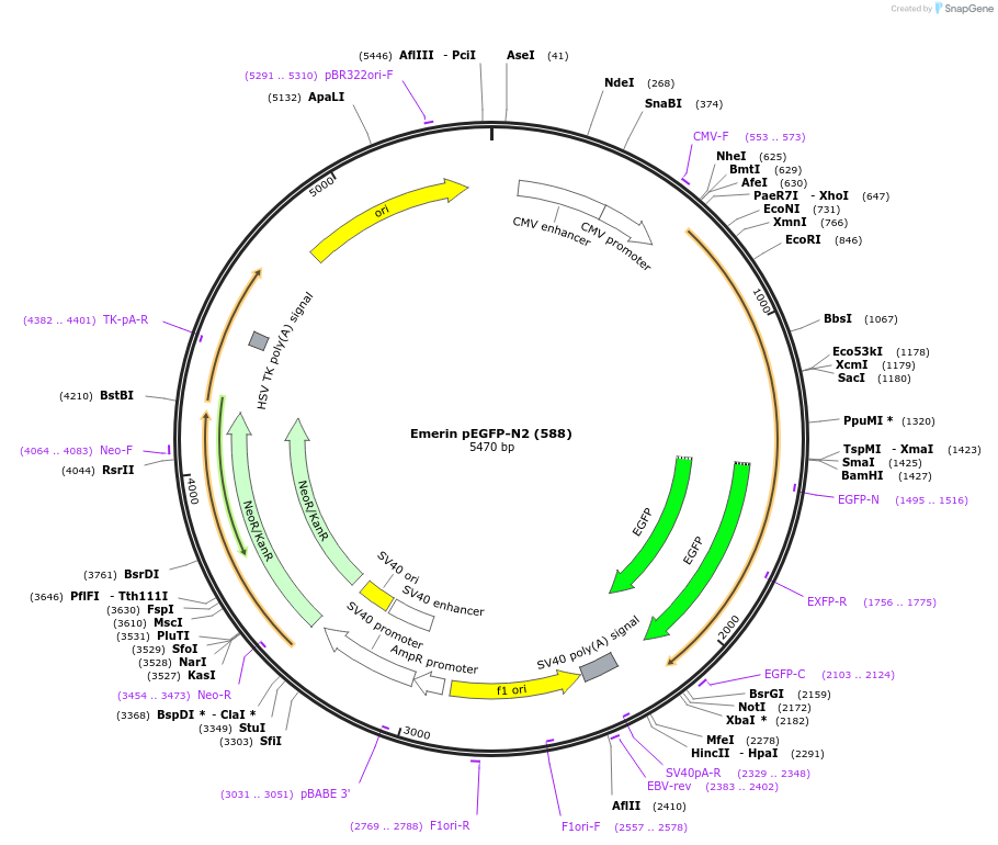 61985-plasmid-map-sequence-id-267743