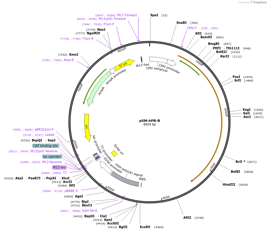 89114-plasmid-map-sequence-id-267772