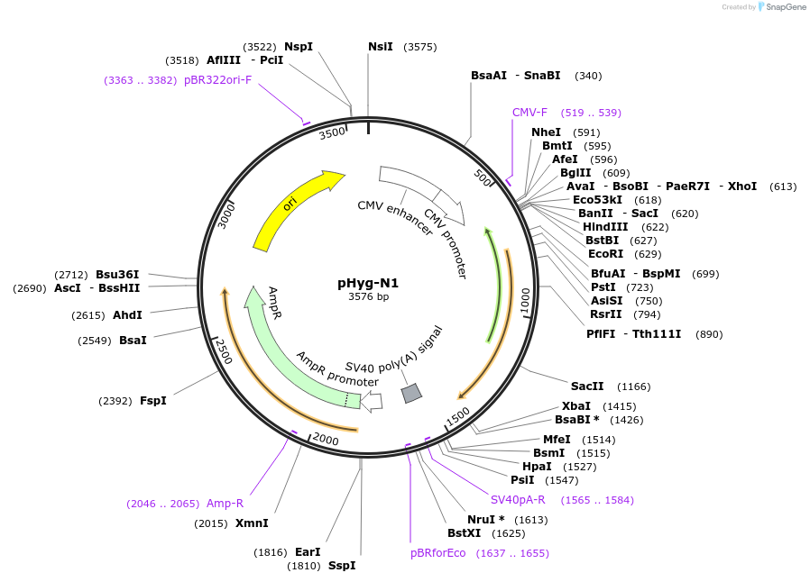 131852-plasmid-map-sequence-id-267774