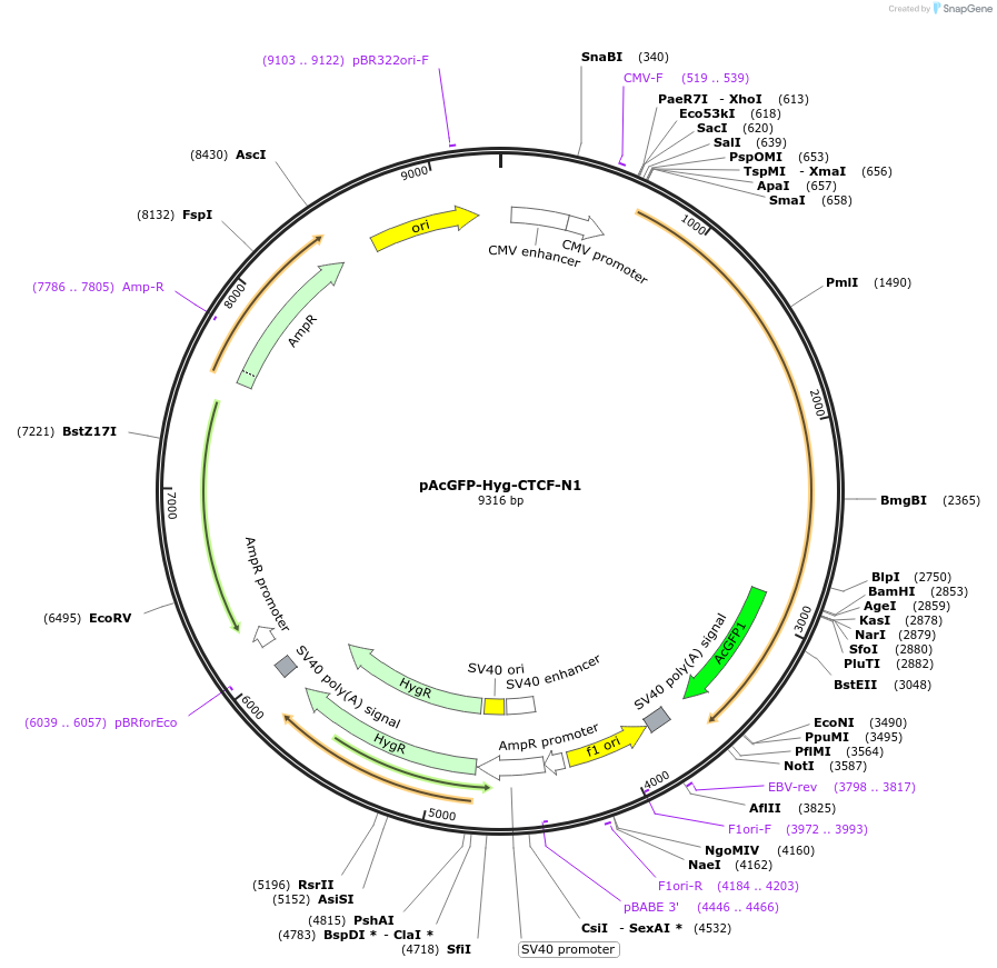 131799-plasmid-map-sequence-id-267775
