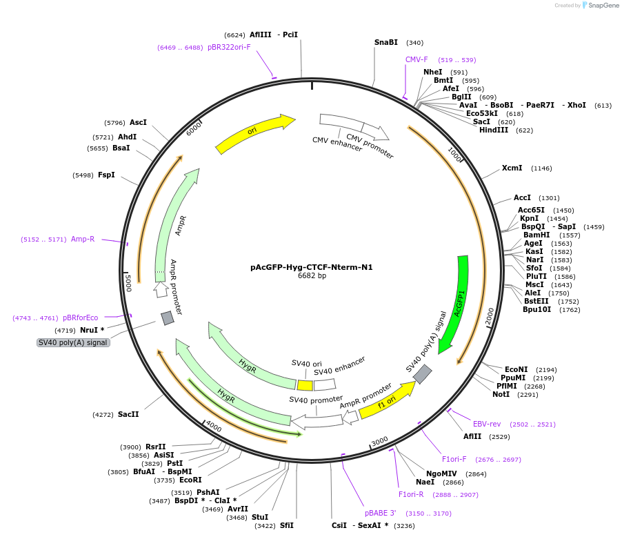 131800-plasmid-map-sequence-id-267776