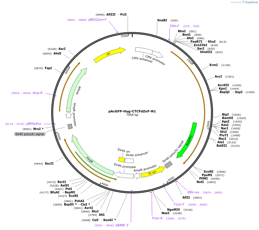 131803-plasmid-map-sequence-id-267777