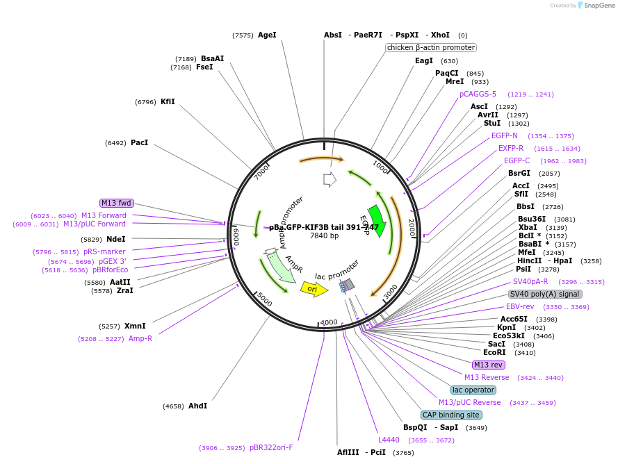 134615-plasmid-map-sequence-id-267783