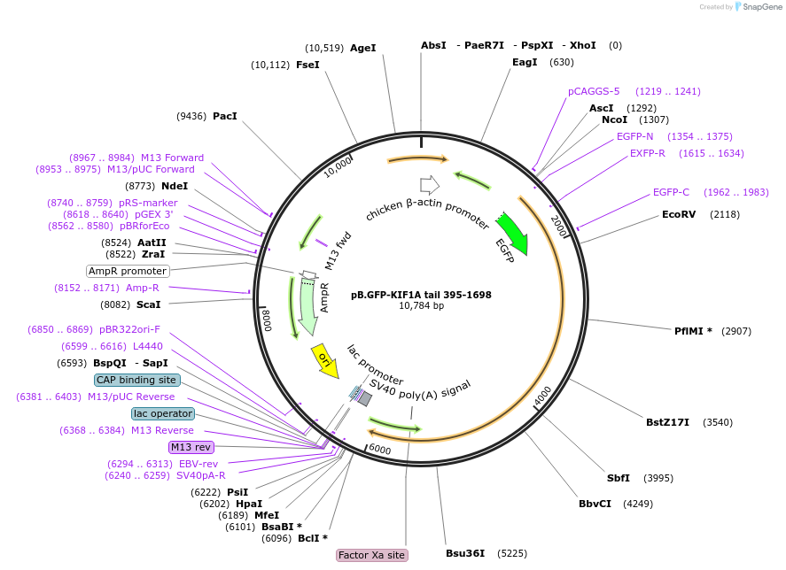134618-plasmid-map-sequence-id-267790
