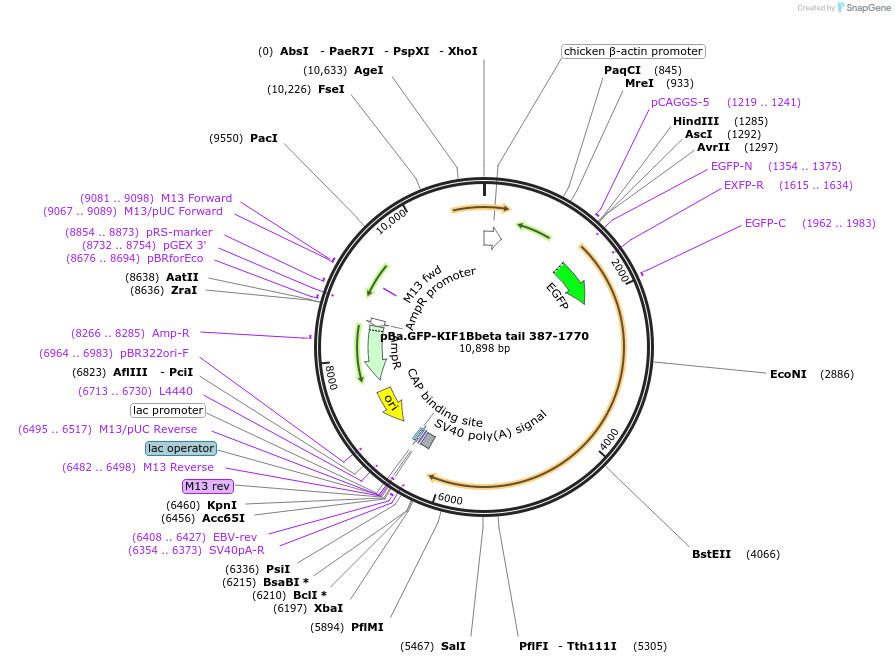134620-plasmid-map-sequence-id-267793
