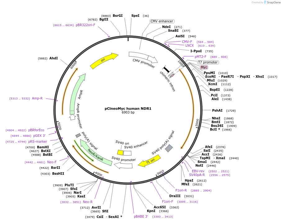 37023-plasmid-map-sequence-id-267794