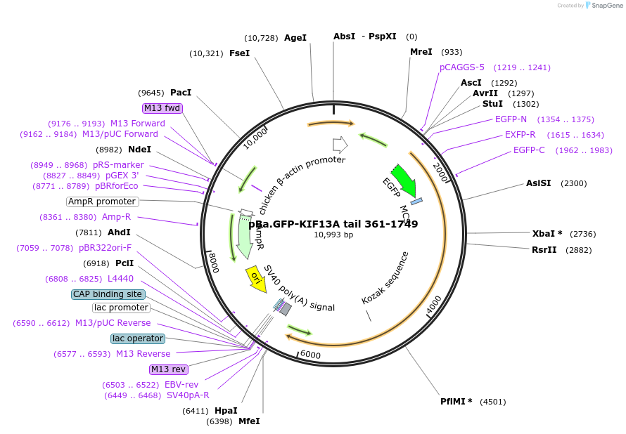 134622-plasmid-map-sequence-id-267804