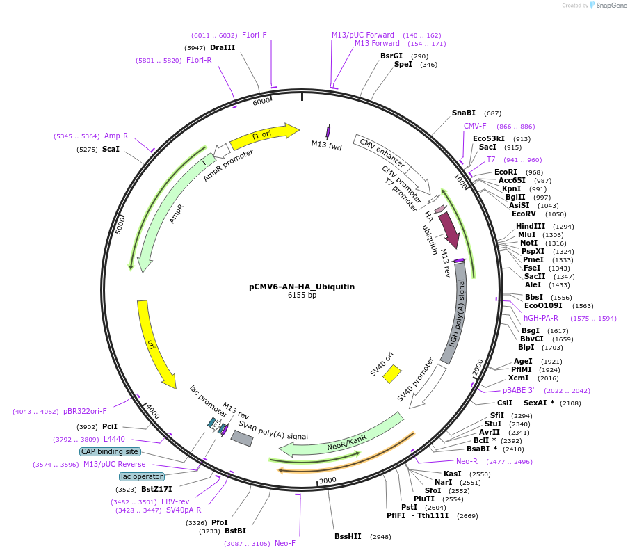 131258-plasmid-map-sequence-id-267809
