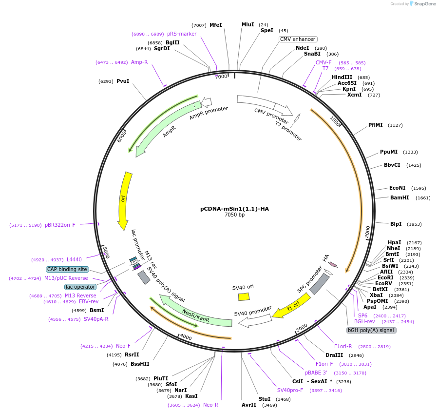 73388-plasmid-map-sequence-id-267812
