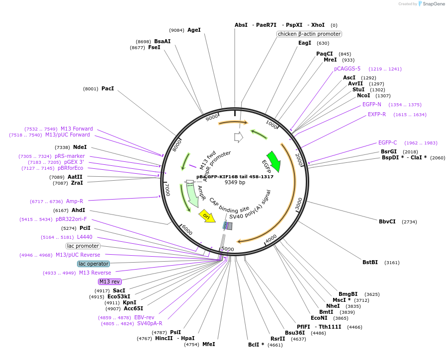 134624-plasmid-map-sequence-id-267813