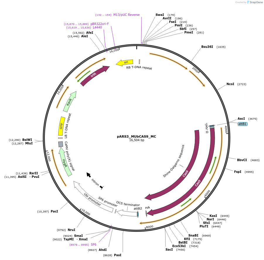 128767-plasmid-map-sequence-id-267814