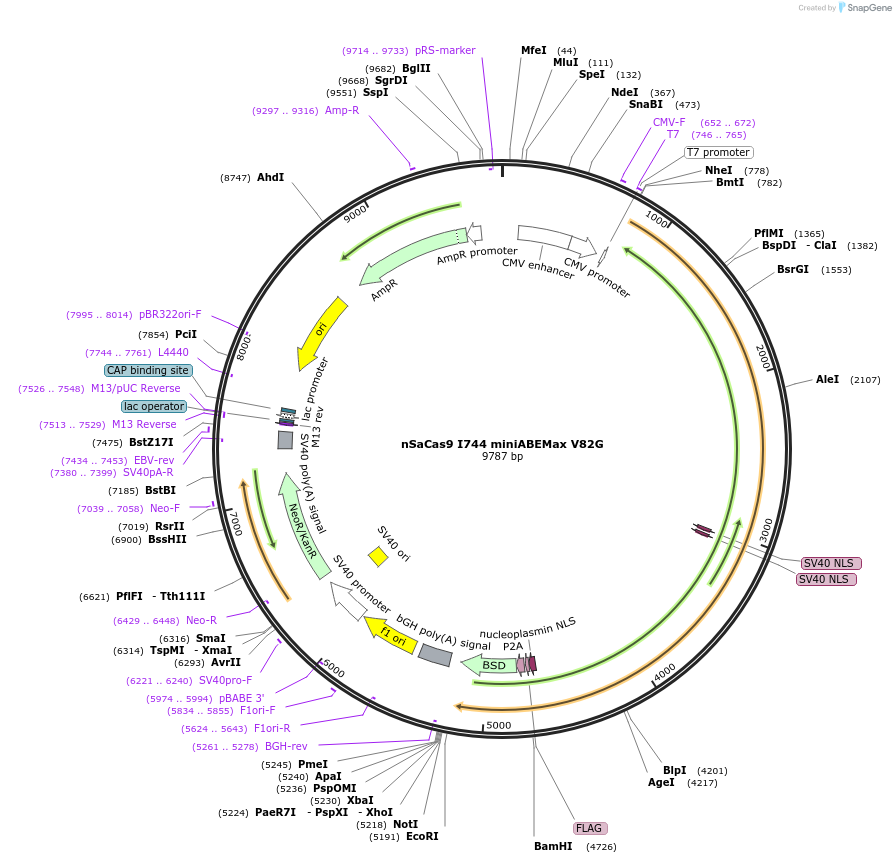 135379-plasmid-map-sequence-id-267815
