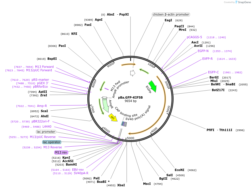 134625-plasmid-map-sequence-id-267821